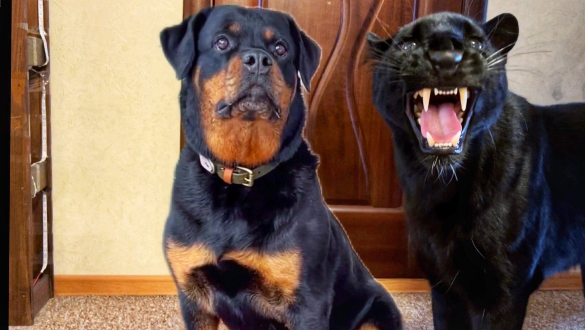 Пантера и ротвейлер вместе с детства