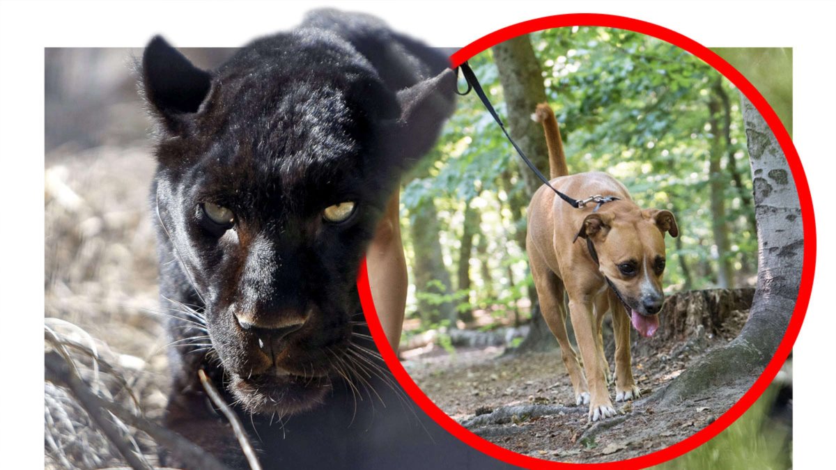 Пантера нападает на ротвейлера