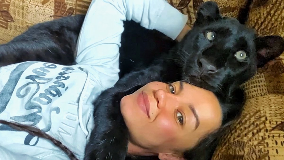 Жизнь пантеры Луны