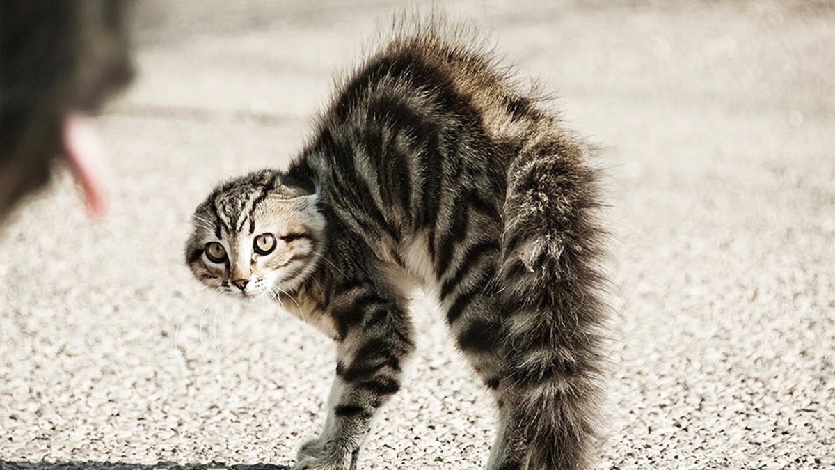 Котенок испугался