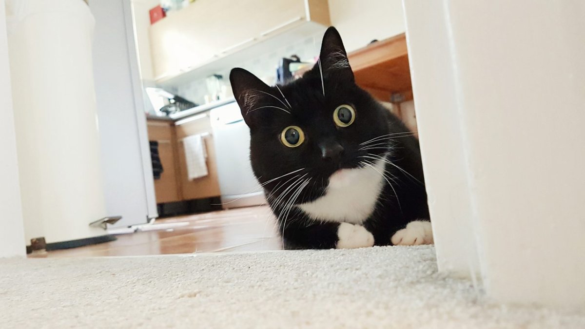 Кошка удивляется