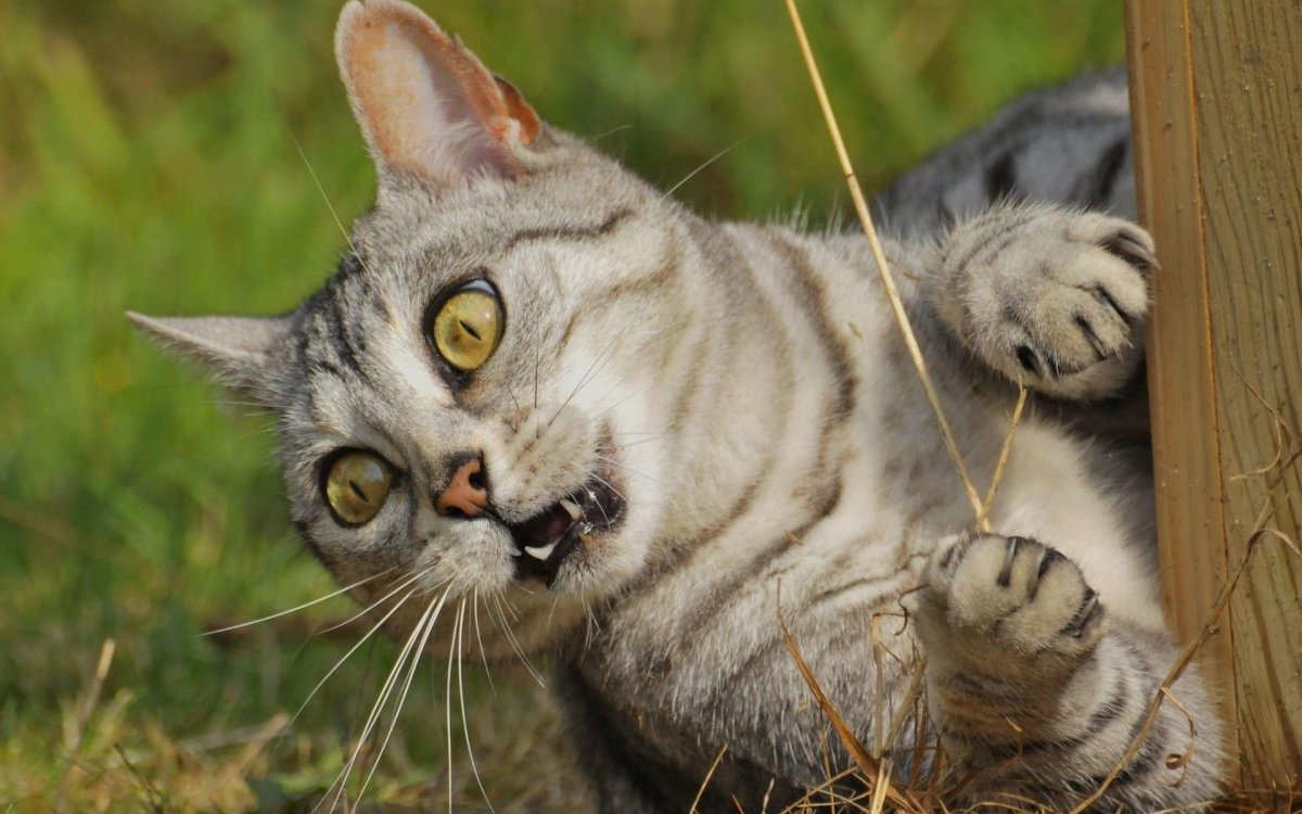 Испуганный кот