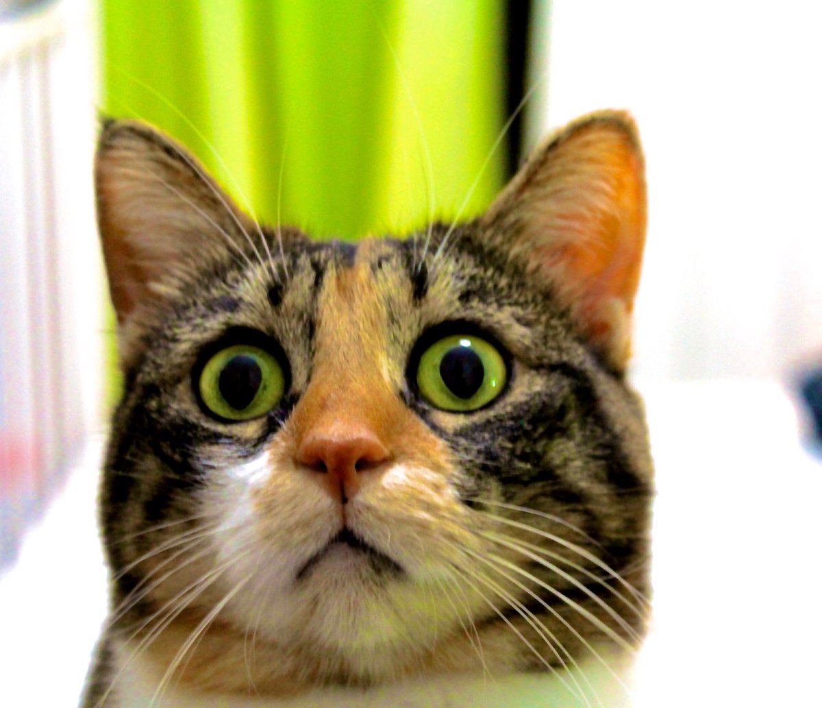 Испуганный кот