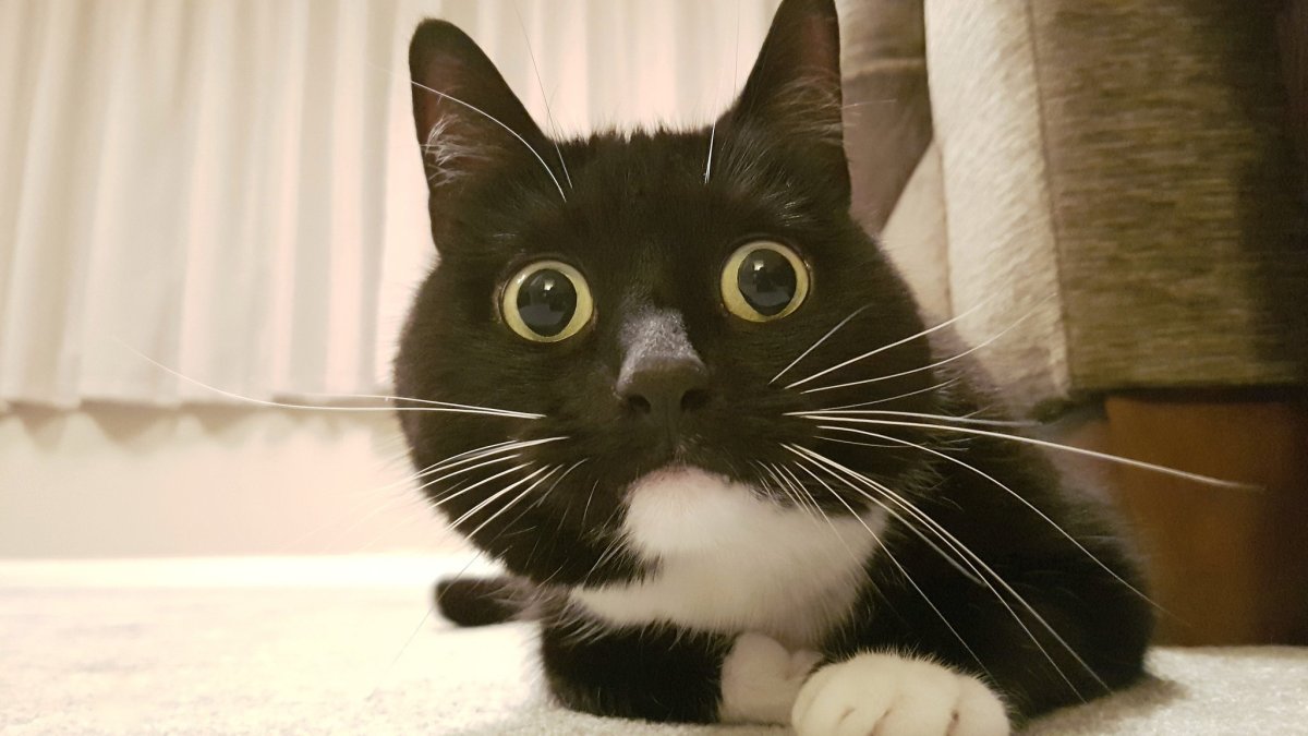 Напуганный котик