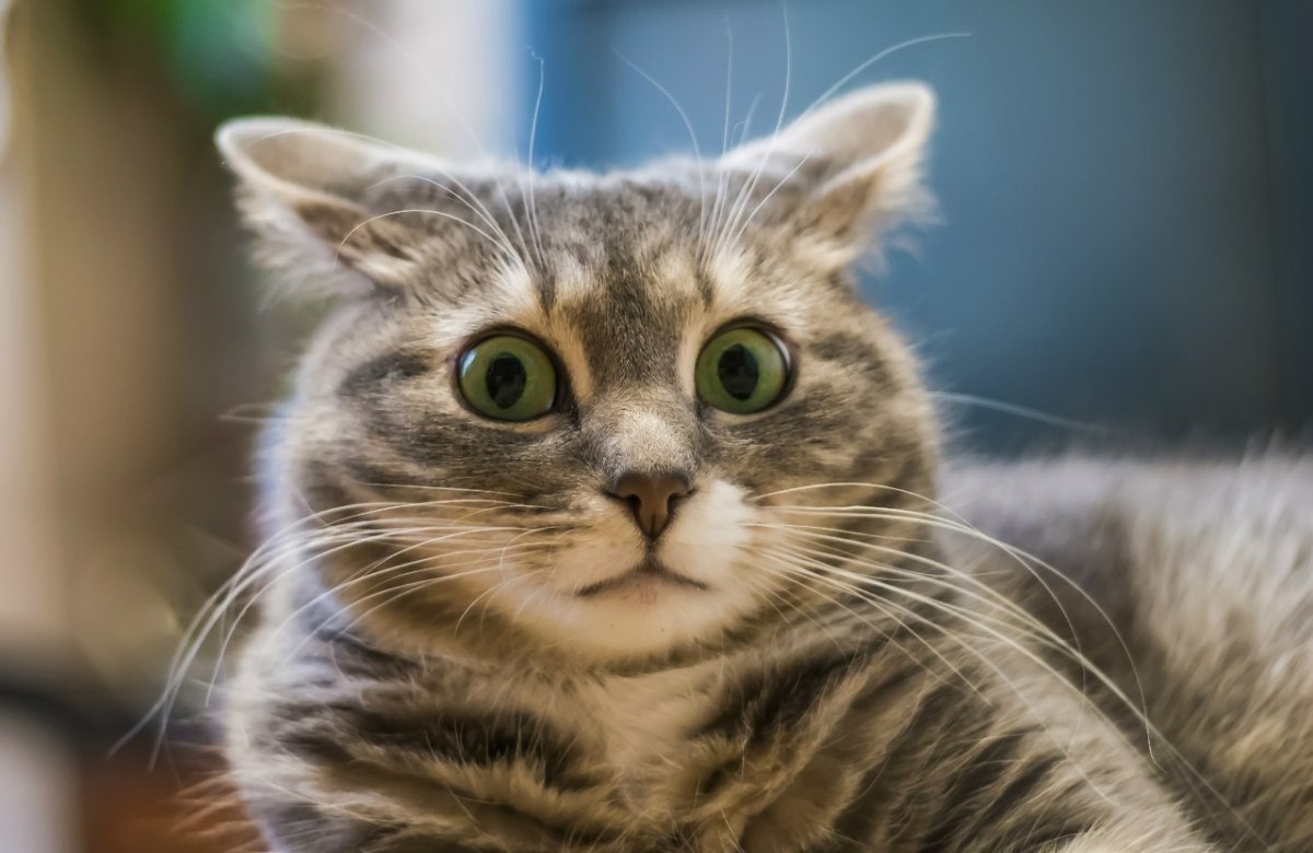 Испуганный котенок