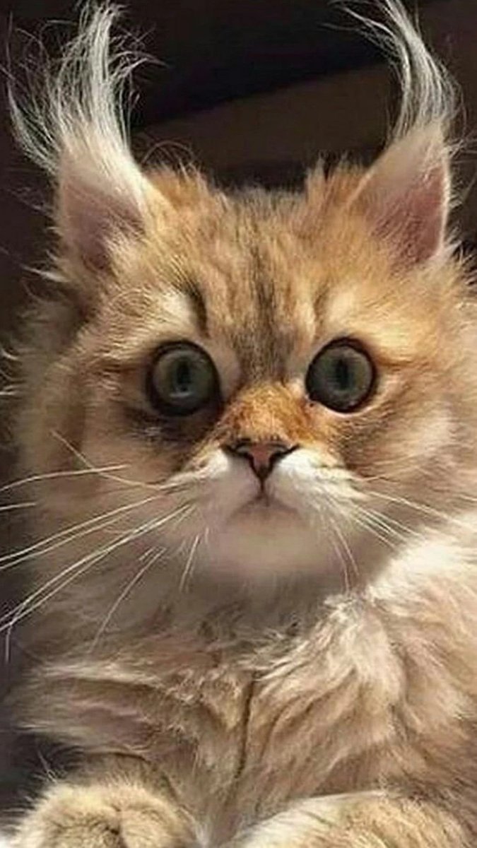 Испуганный котик