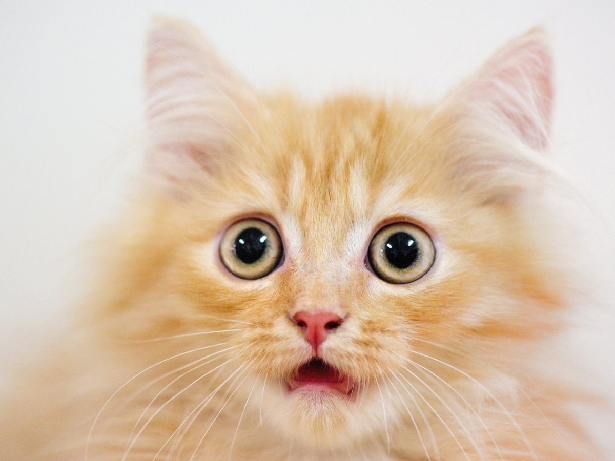 Котенок удивлен
