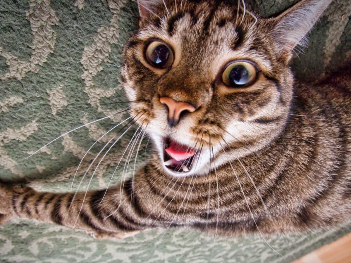 Кошачья мордашка