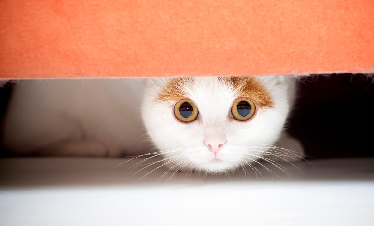 Пугливый котенок