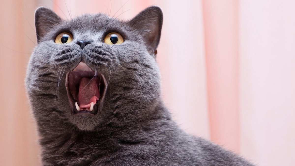 Кричащий кот