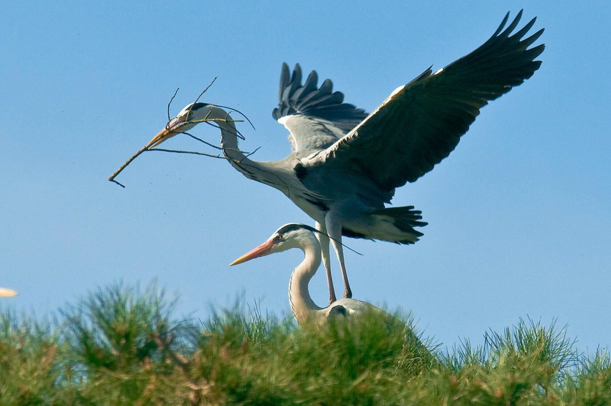 Журавль и цапля