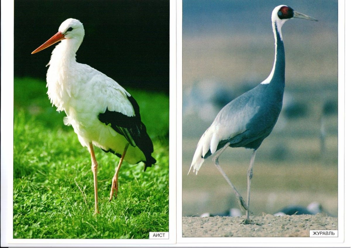 Цапля Аист журавль