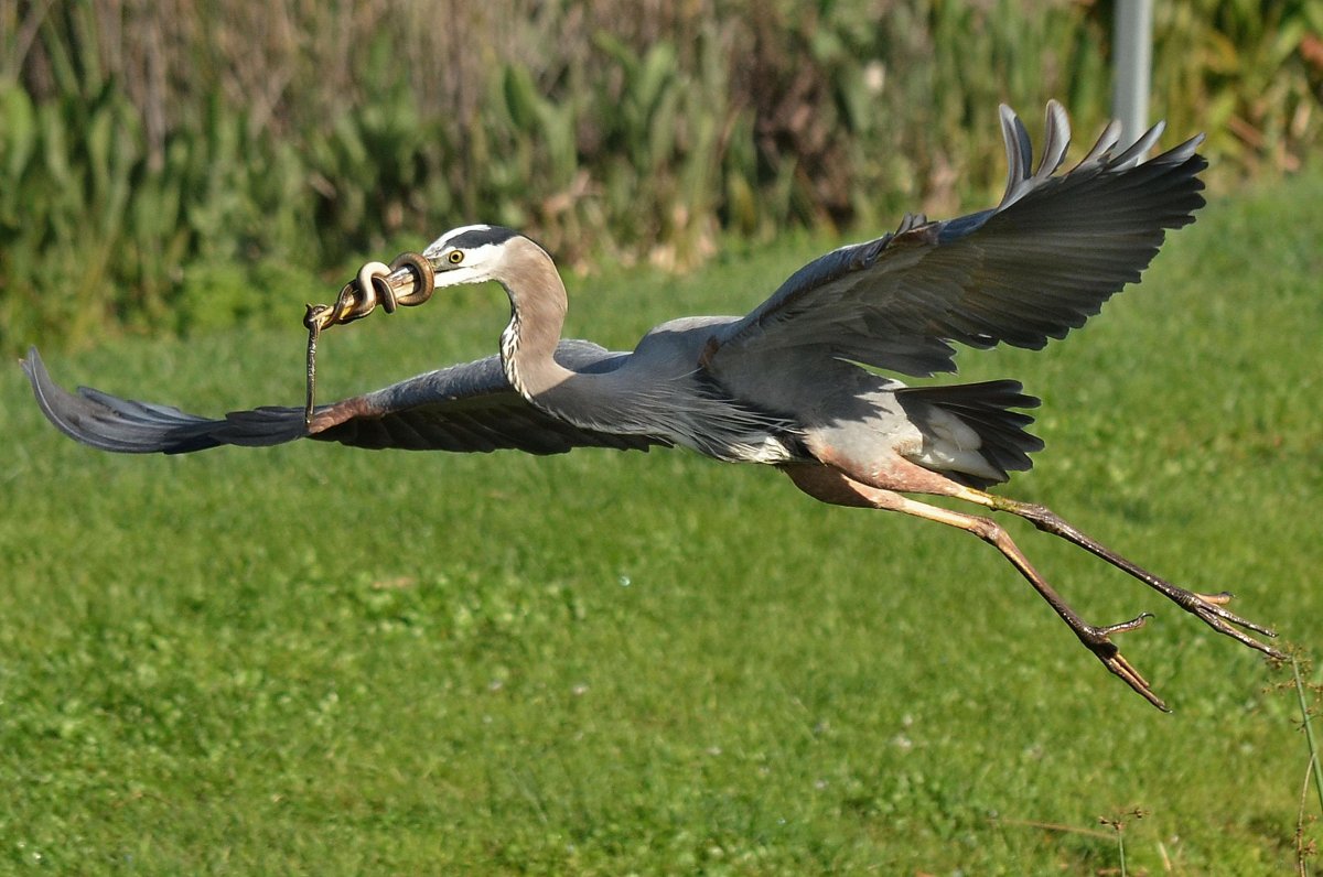 Цапля и змея