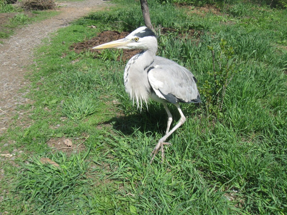 Журавль и цапля и Аист Стерх