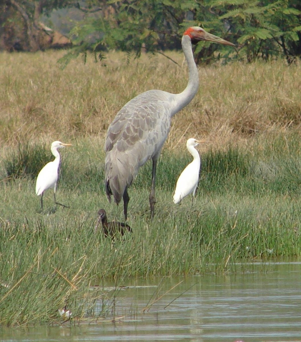 Цапля Аист журавль
