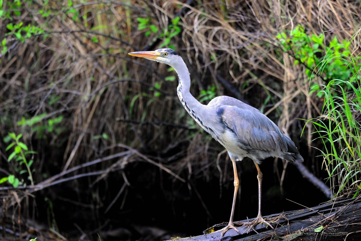 Журавль и цапля и Аист Стерх
