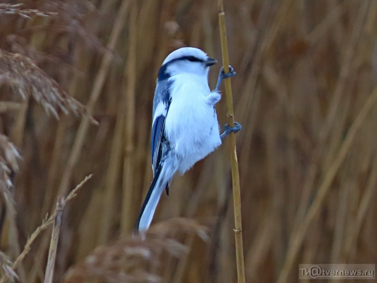 Певчие птицы Тверской области