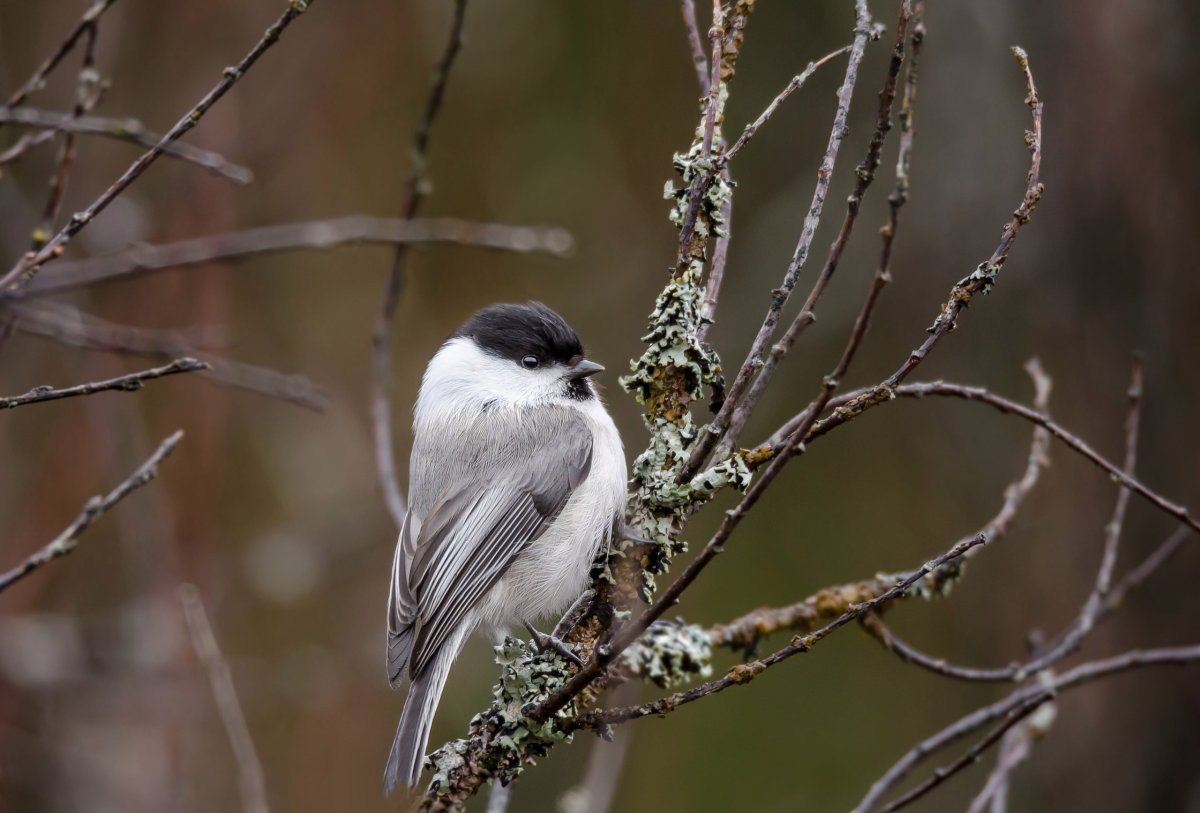 Синица гаичка голос