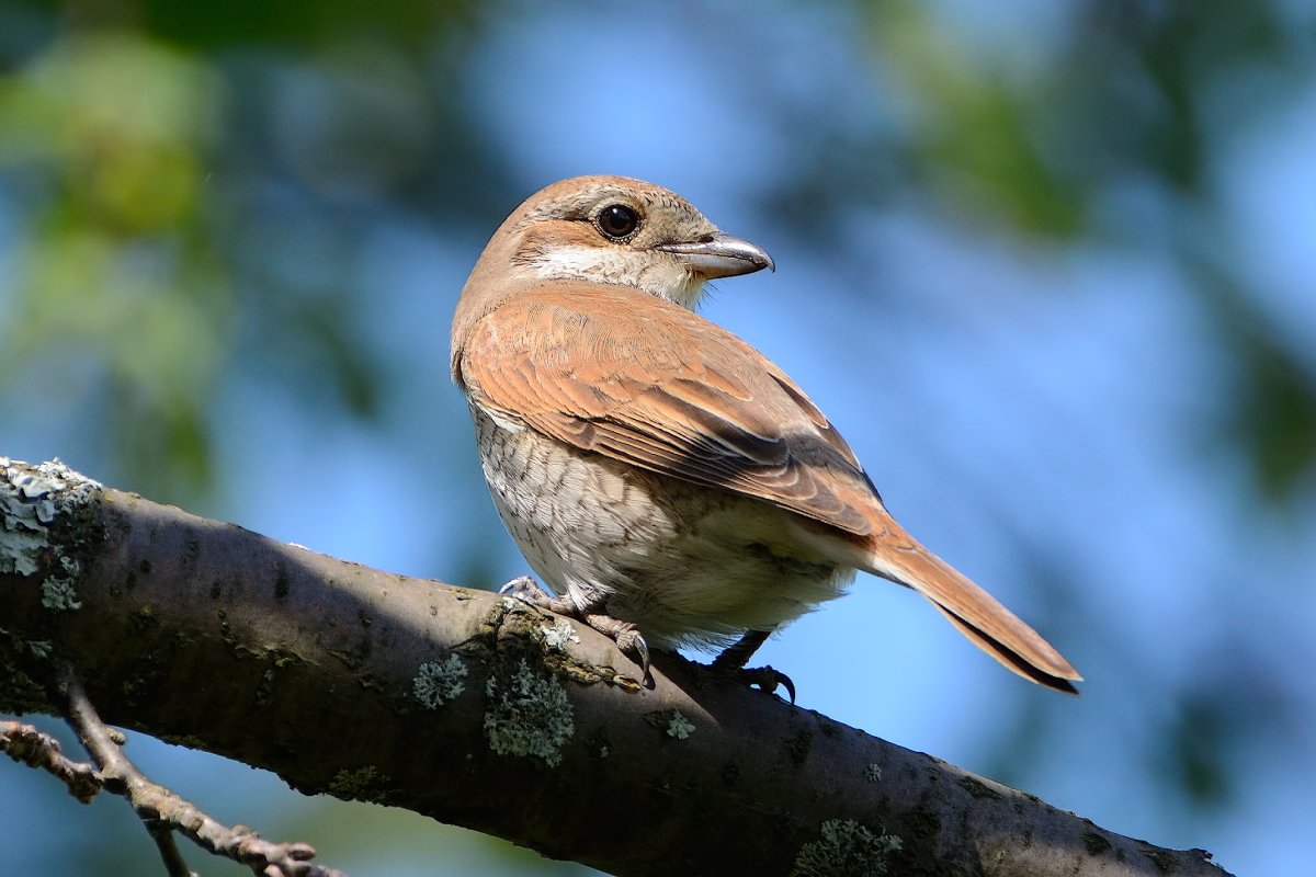 Лесные птицы Владимирской