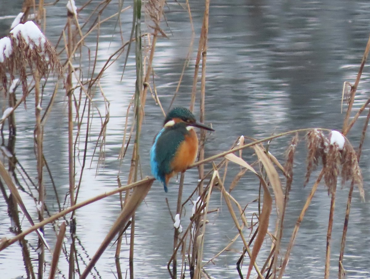 Зимородок в Тверской области