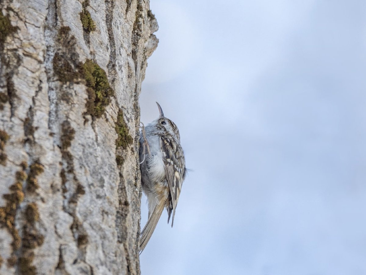 Птицы Твери и Тверской области