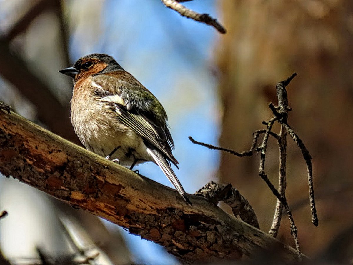 Поющие Лесные птицы лекари