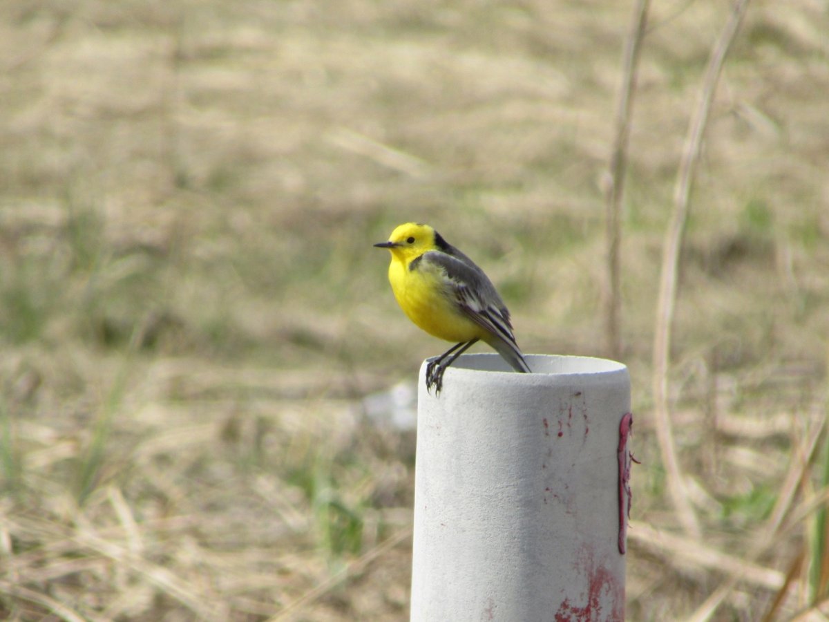 Желтая птичка Беларусь