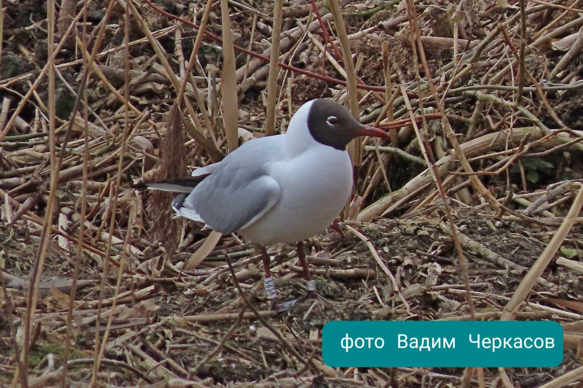 Птицы Твери и Тверской области
