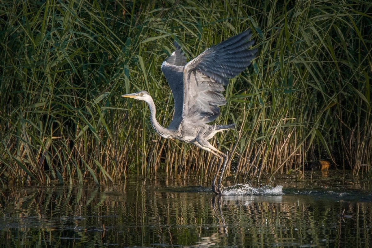 Цапли Тверь