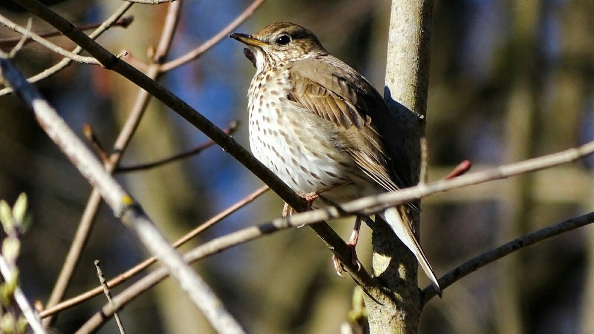 Дрозды Кировской области