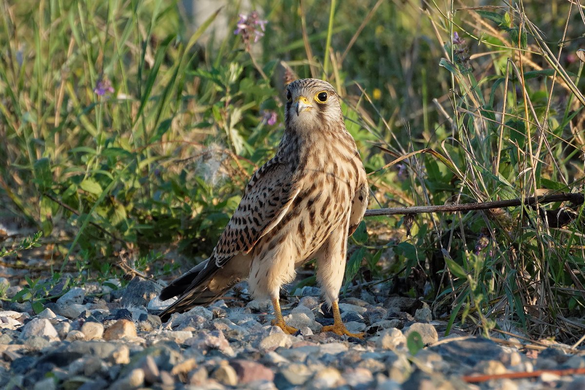 Пустельга в Ленинградской области