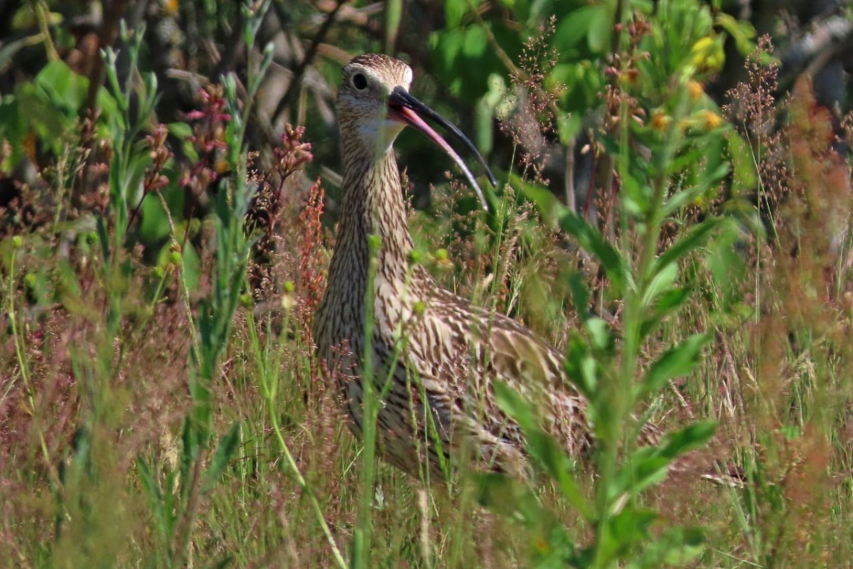 Птицы Твери и Тверской области