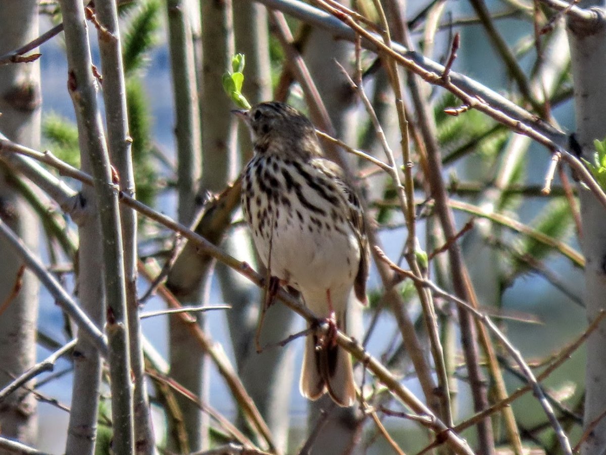 Овсянка птица