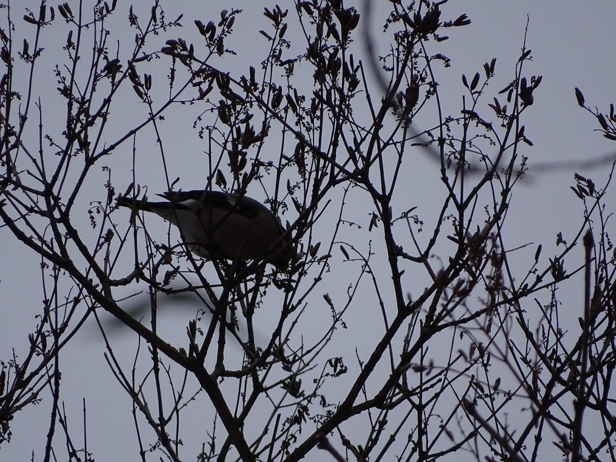 Птички Тверской Ботанический сад зимой