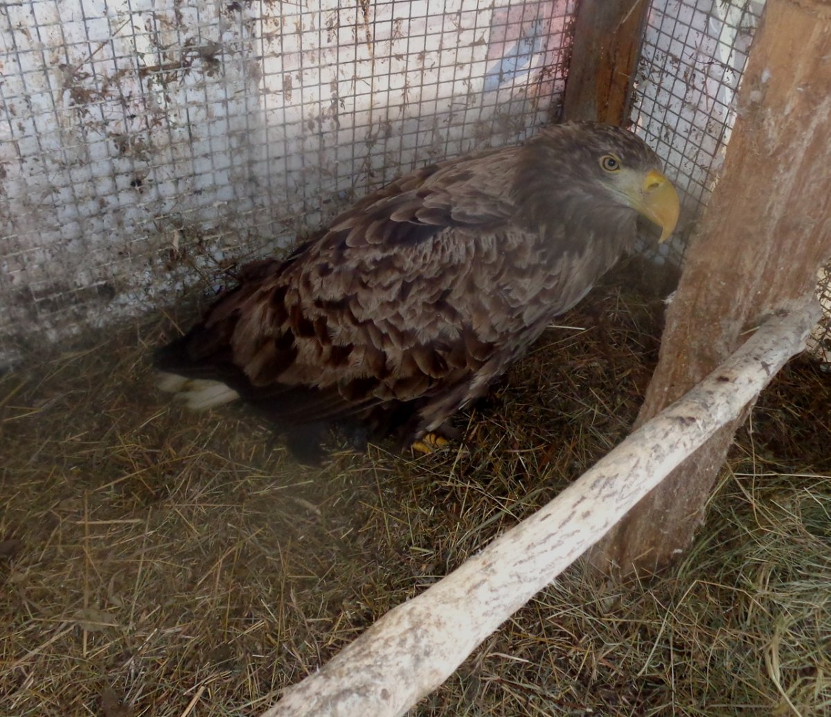 Белохвостый Орлан Волгоградская область