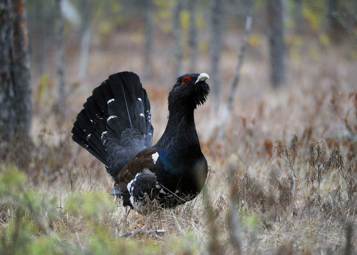 Центрально-Лесной государственный заповедник