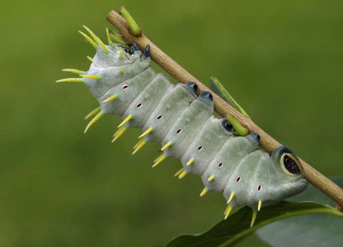 Павлиноглазка Геркулес гусеница