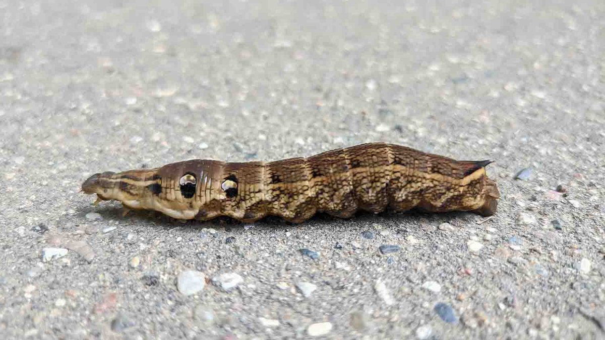 Гусеница с шипом на хвосте в России