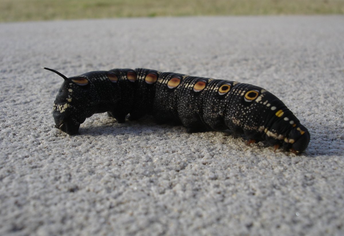 Black Caterpillar гусеница