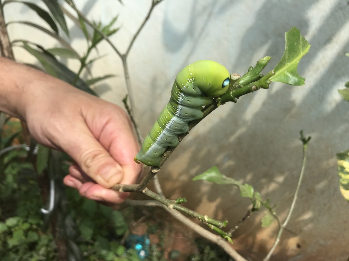 Толстая зеленая гусеница с шипом на хвосте