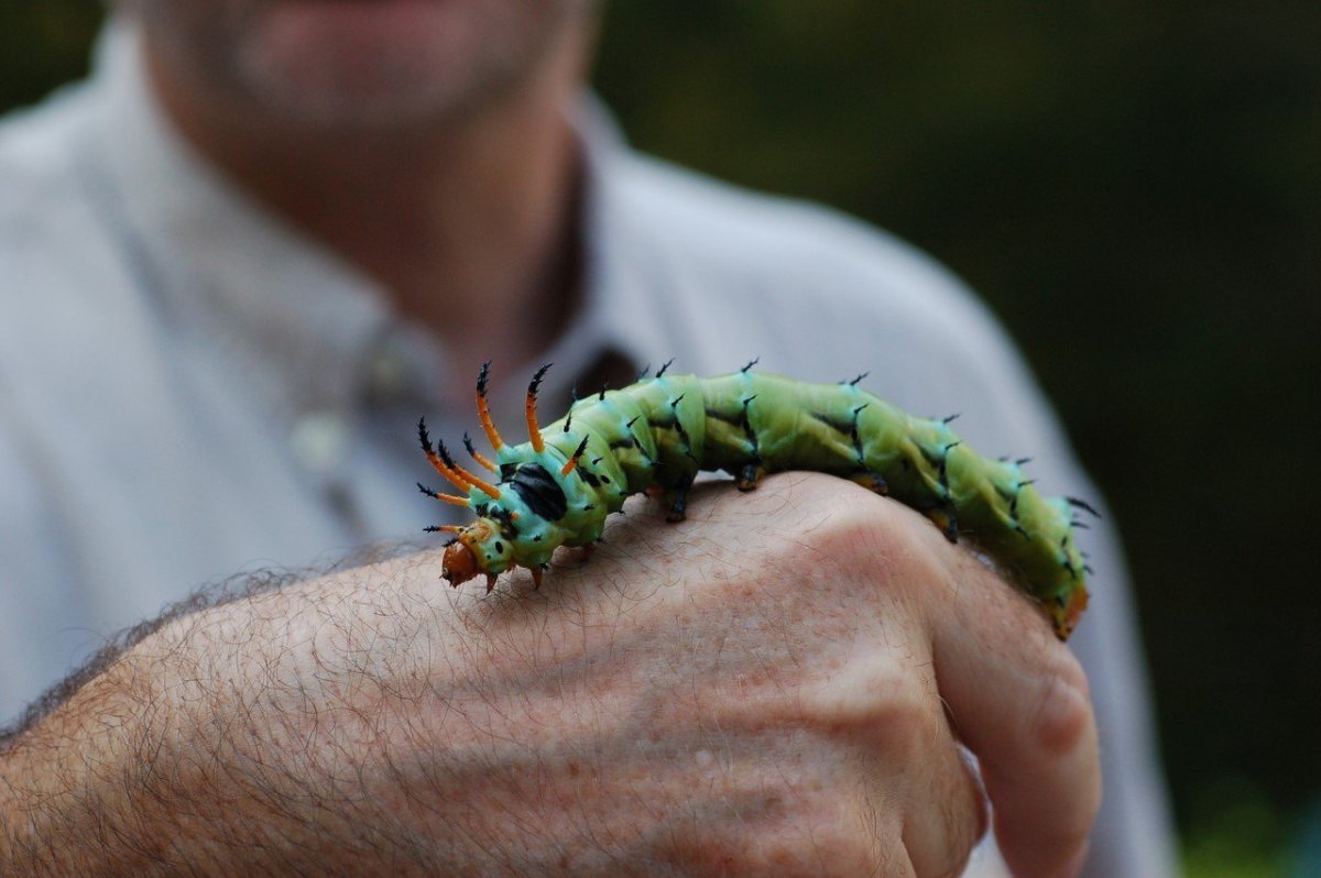 Цитерония Королевская