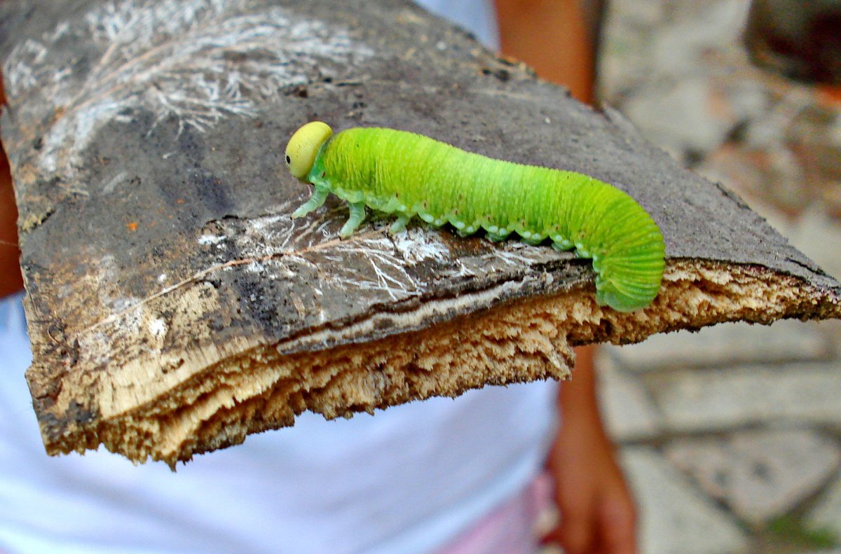 Толстая гусеница