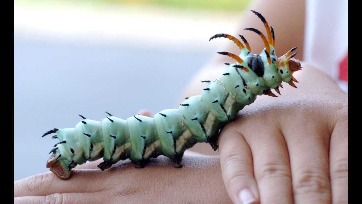 Драконья гусеница