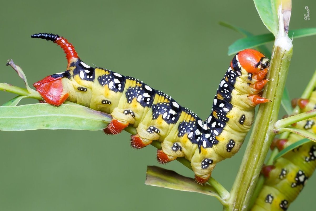 Papilio Troilus гусеница бабочка