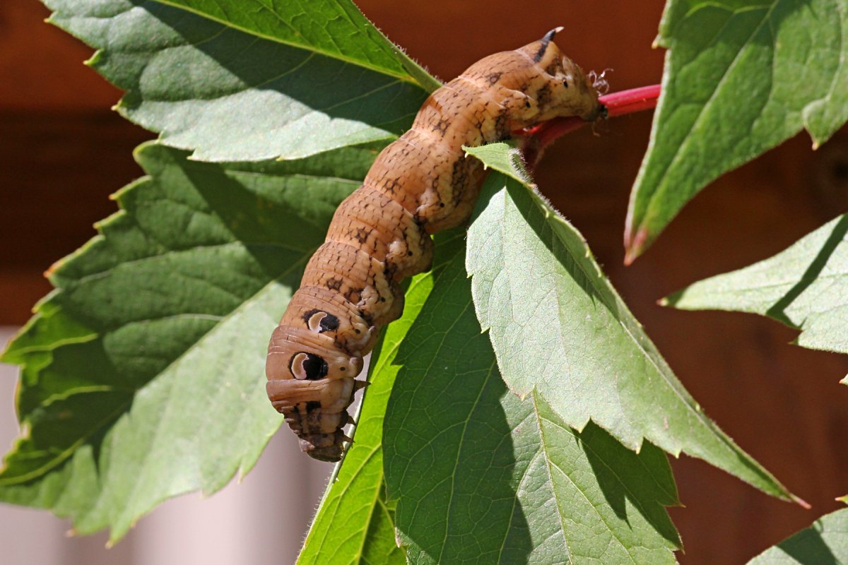 Винный Бражник гусеница