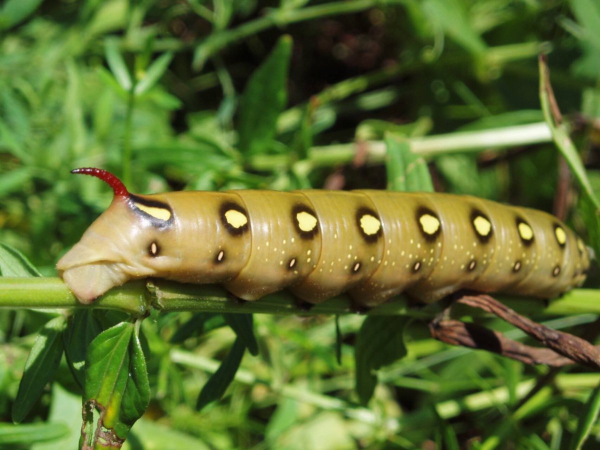 Hyles gallii Бражник подмаренниковый гусеница бабочки