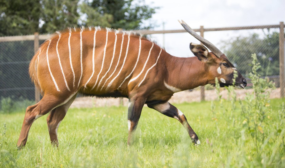 Антилопа Бонго