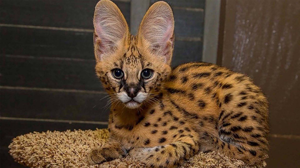 Котята породы сервал