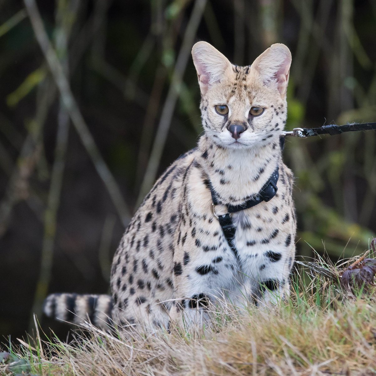 Сервал Саванна ф1