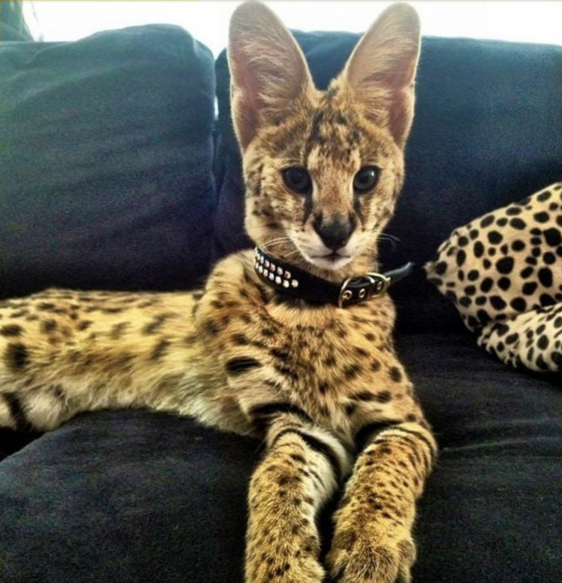 Котята породы сервал